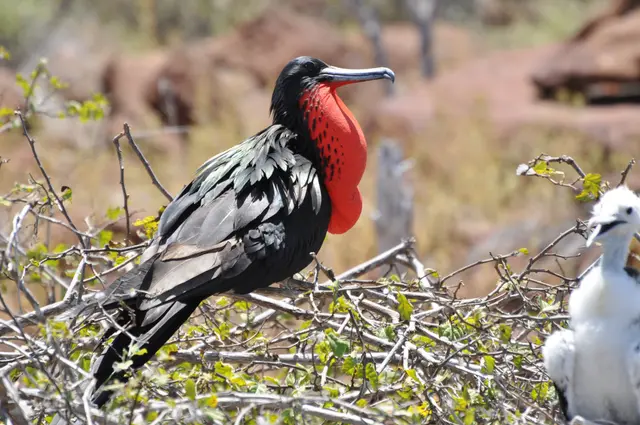 Floreana Island, Galapagos