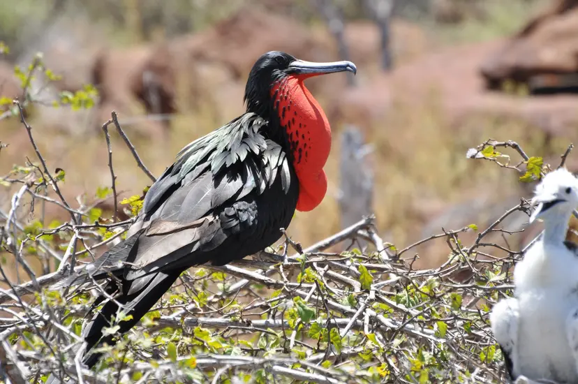 7-Night Galapagos Islands Cruise