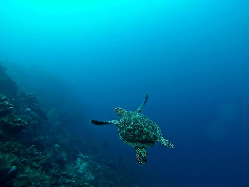 7-Night Caribbean Cruise