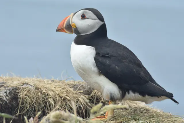 Staffa Island