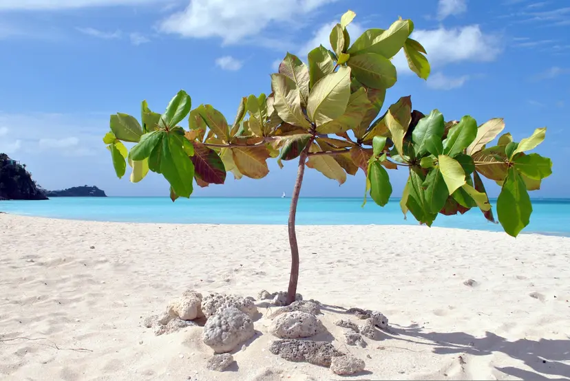 Discover the Pearls of the Caribbean