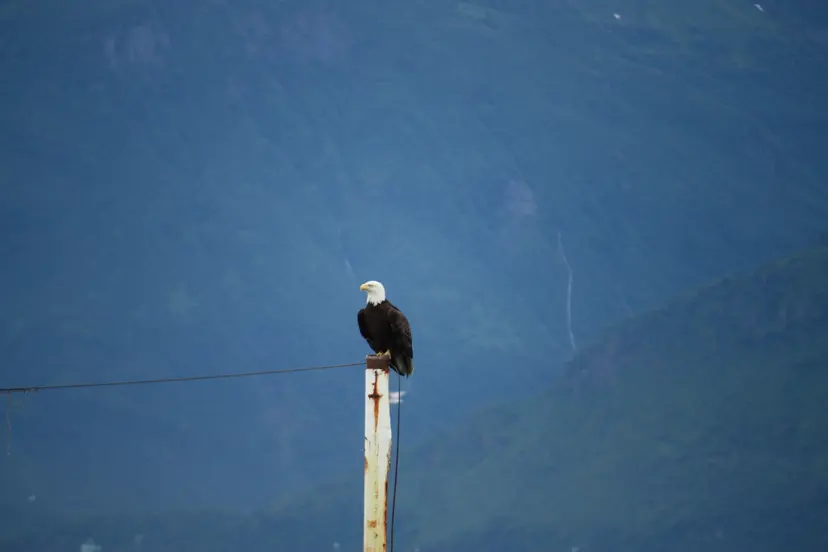10-Night Alaska Cruise