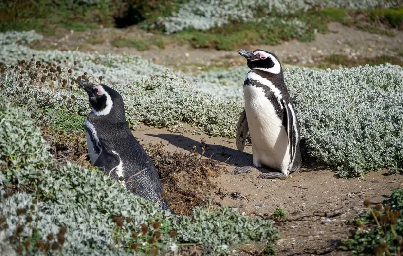 The best of Chilean Fjords