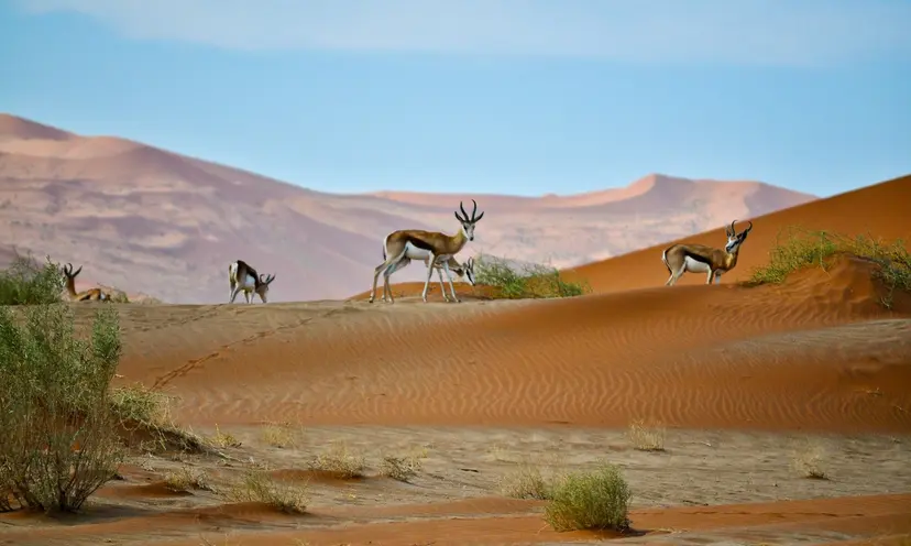 Namibian & South African Coastlines
