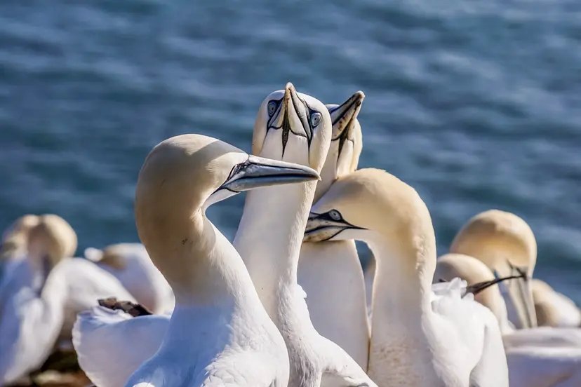 9-Night New England Cruise