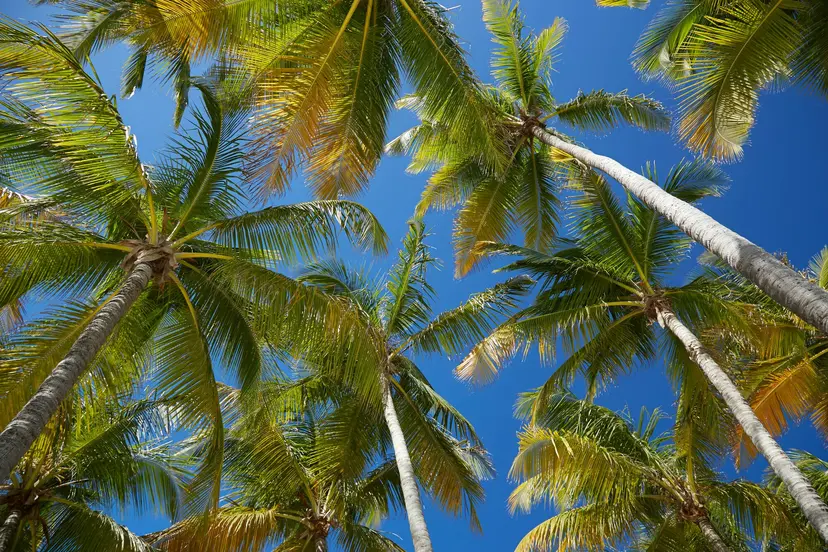 Roundtrip Fort Lauderdale