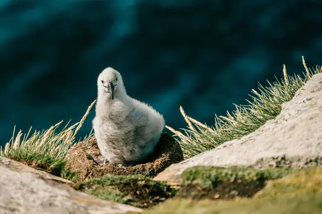 Saunders Island
