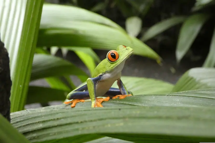 Discover the Secrets of Panama and Costa Rica