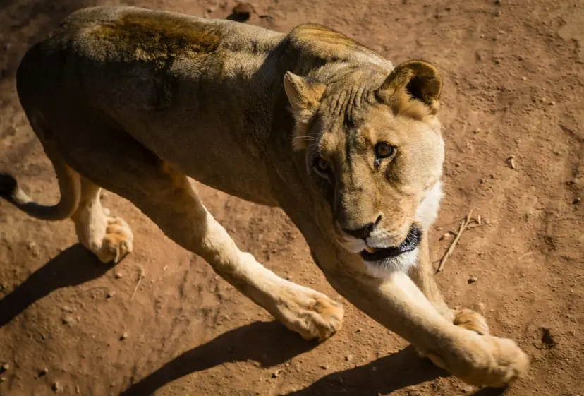 15-Night Africa Cruise