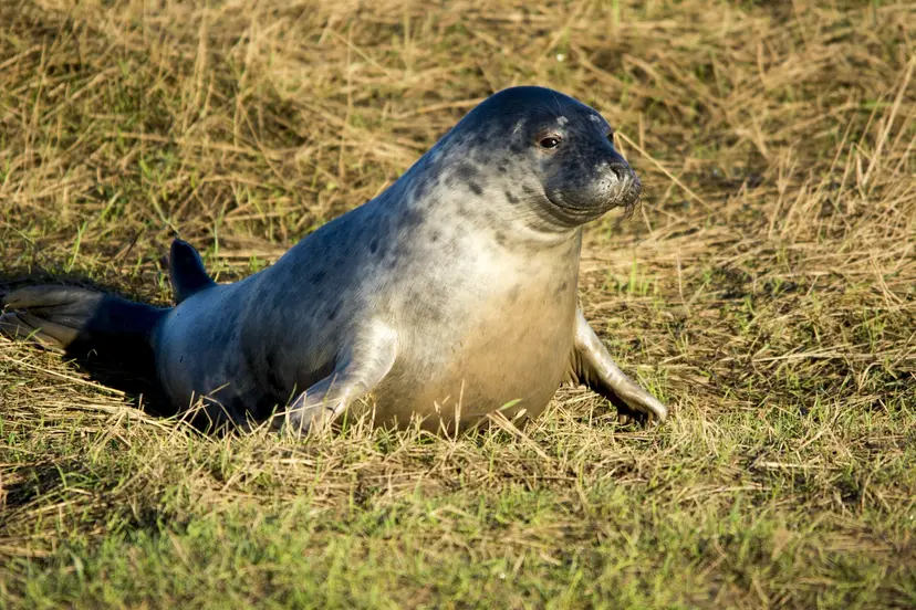 Expedition to New Zealand’s Subantarctic Islands