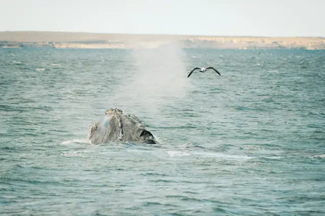 Puerto Madryn