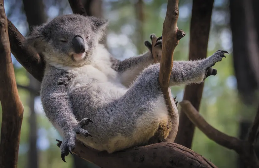 23-Night Australia and New Zealand Cruise