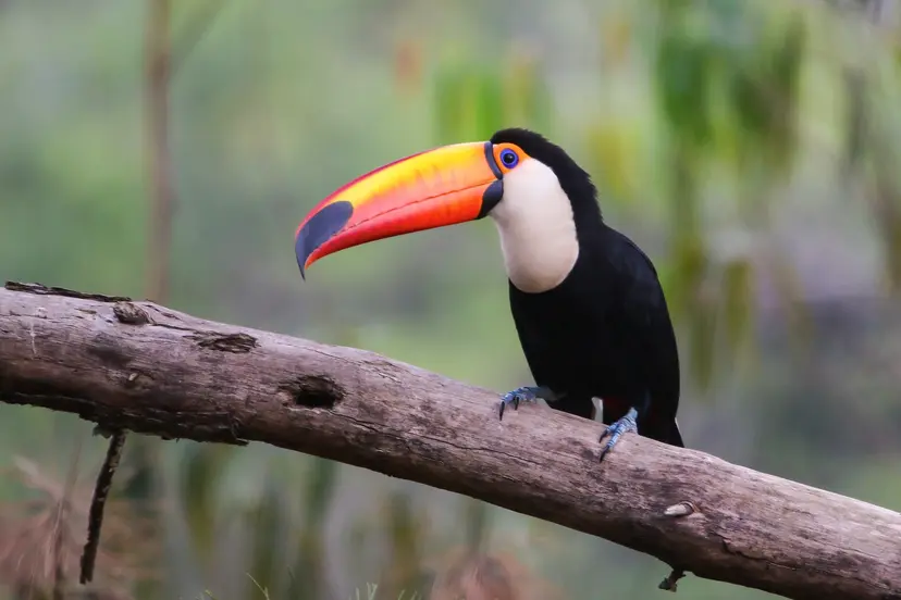 14-Night South America Cruise