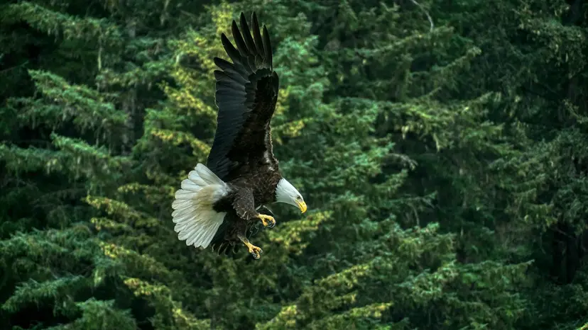 7-Night Alaska Inside Passage & Glacier Bay