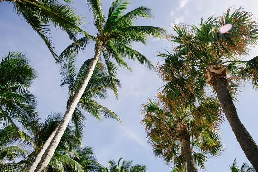 25-Night Caribbean Cruise