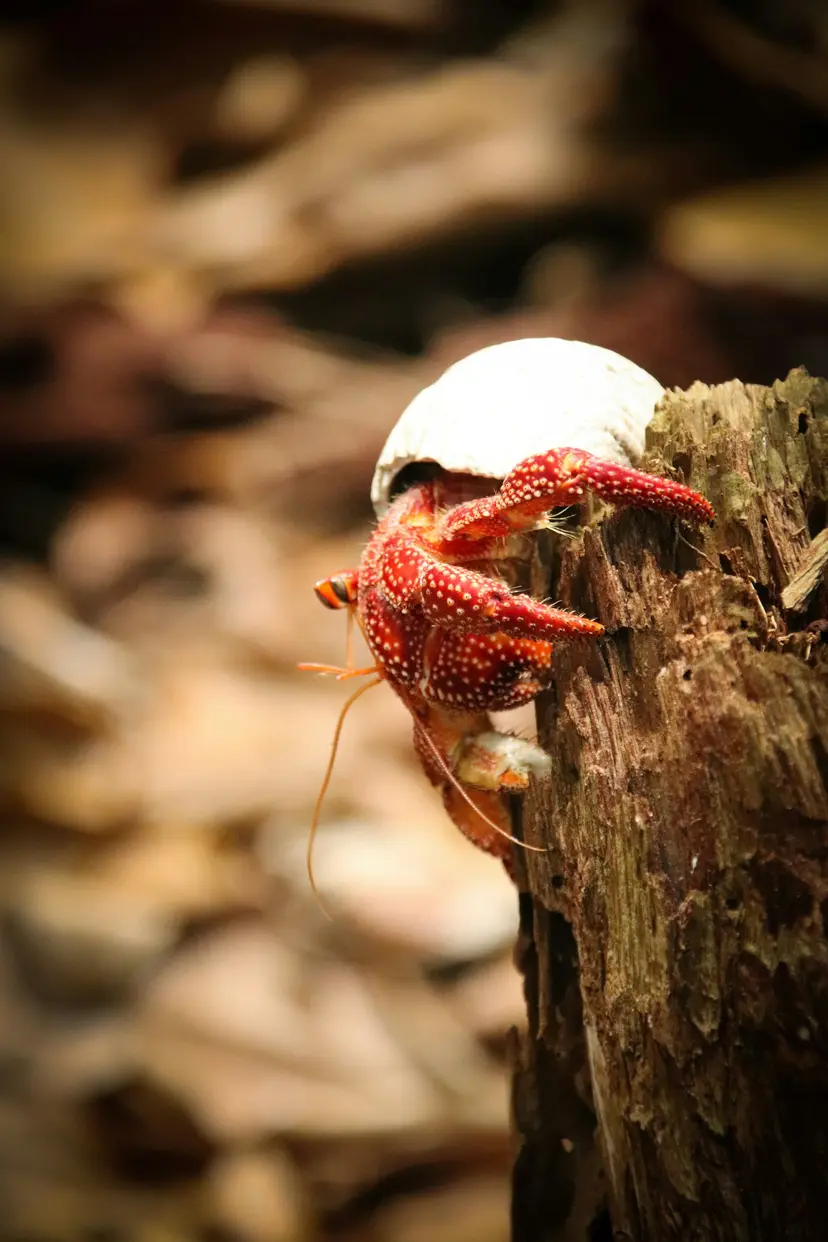 64-Day Kimberley Expedition & Islands Of The Pacific