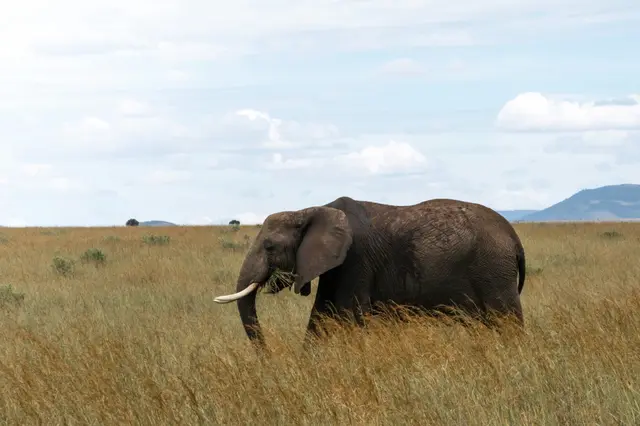 Maasai Mara National Reserve
