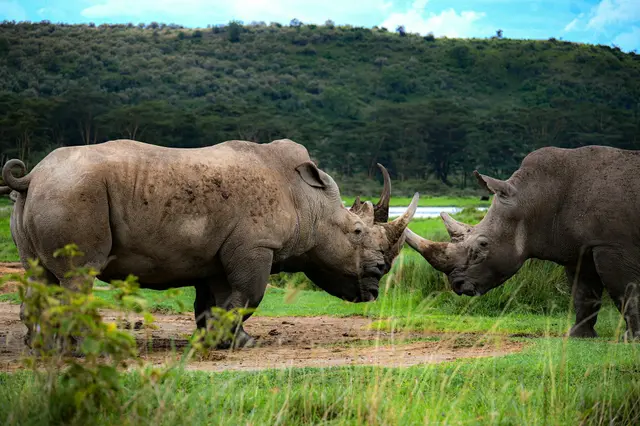 Lake Nakuru National Park