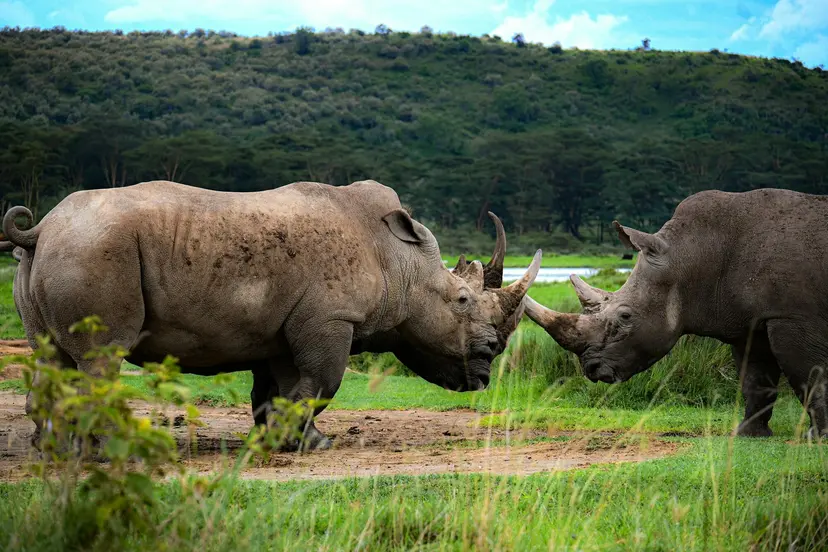 The Seychelles and Safari - Cruise & Land Journey