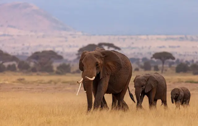 Amboseli National Park