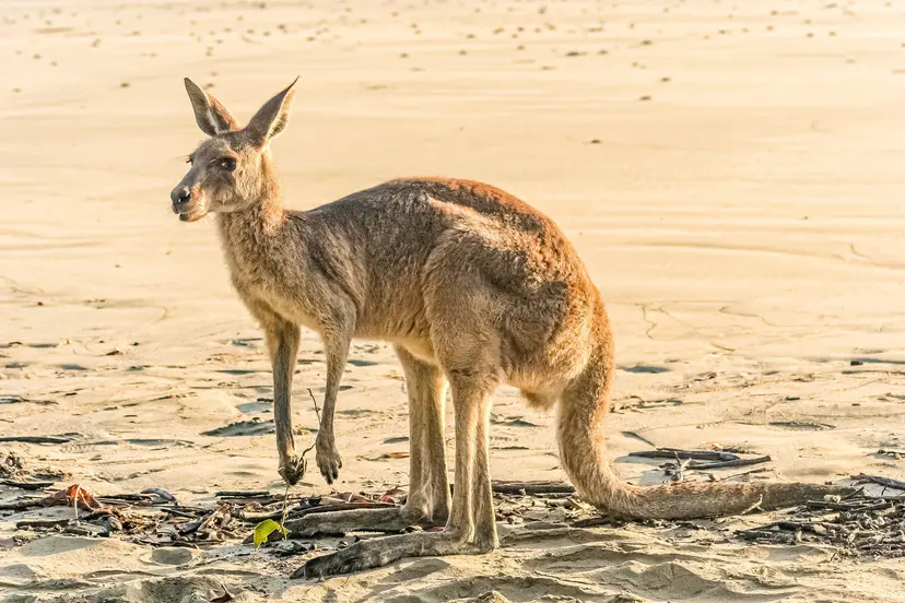 17-Night Australia and New Zealand Cruise