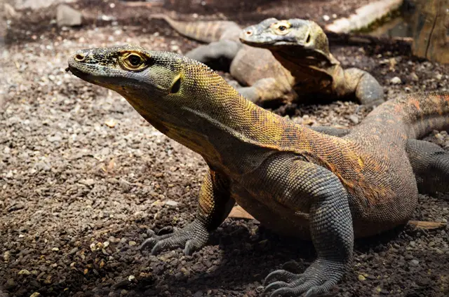 Komodo Island