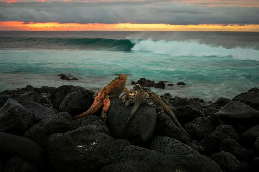 7-Night Galapagos Islands Cruise