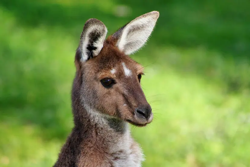 16-Night Oceania Cruise