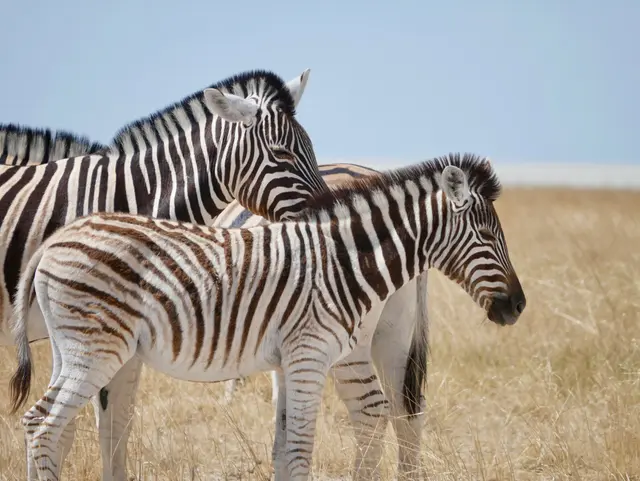 Tarangire National Park