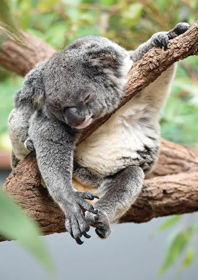 Cooktown, Queensland