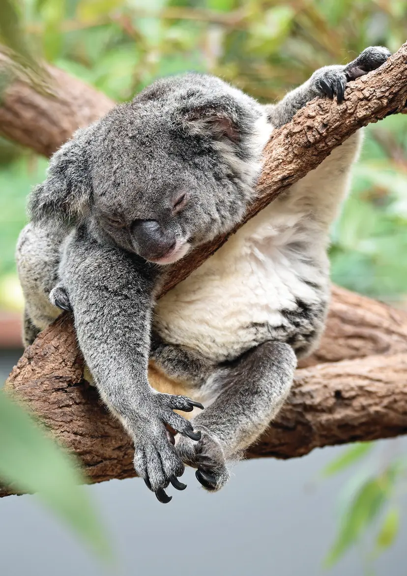 Indonesia & Australia Combination Cruise: Bali, Darwin & Cairns