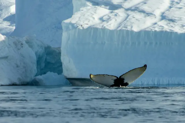Disko Bay