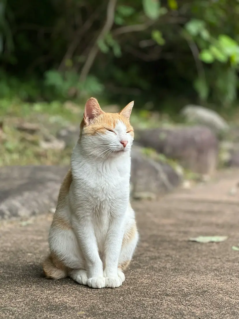 12-Night Harvest Horizons: Japan's Coastal Charms