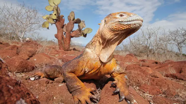 Galápagos Islands