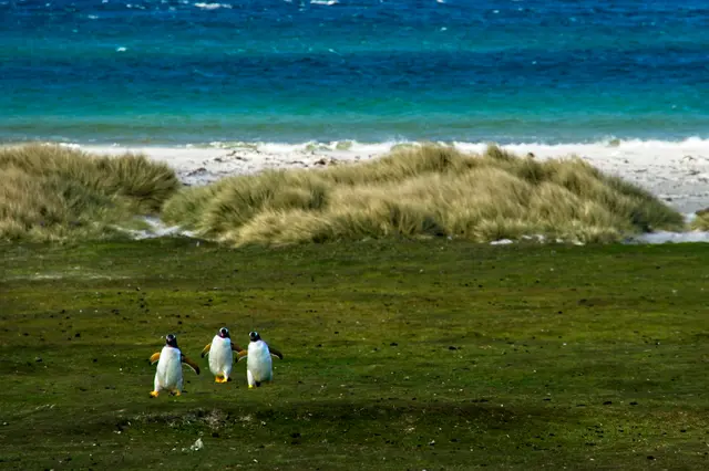 Carcass Island