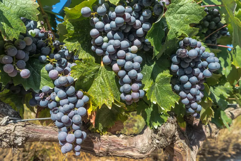 Beautiful Bordeaux & Unforgettable Douro