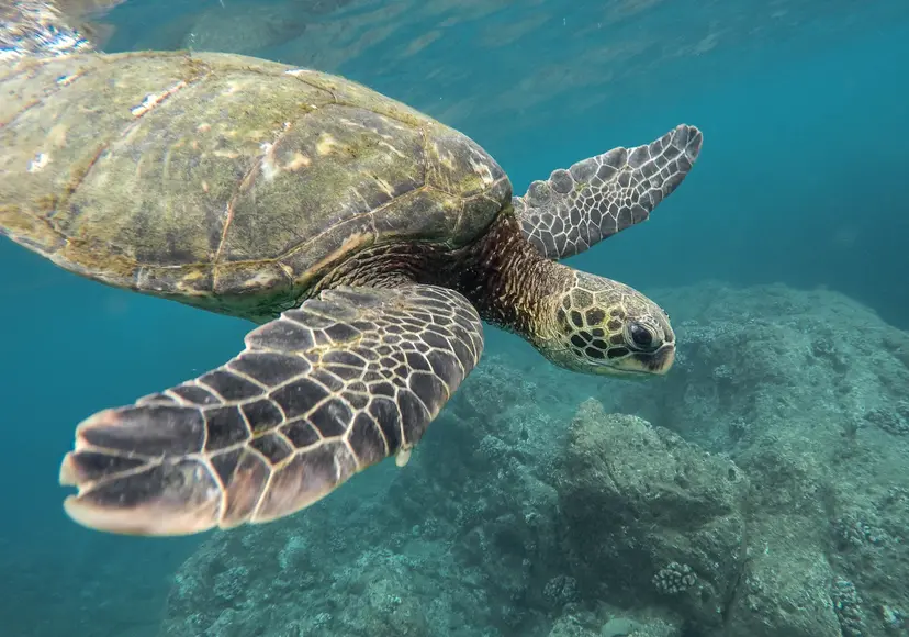 10-Night Australia and New Zealand Cruise
