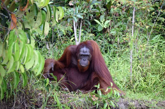 Sandakan, Sabah