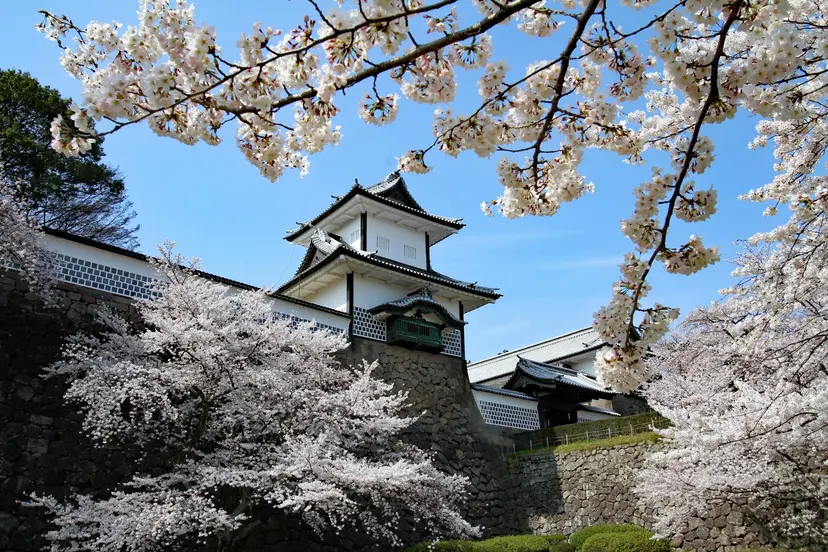 Cherry Blossom Pathways